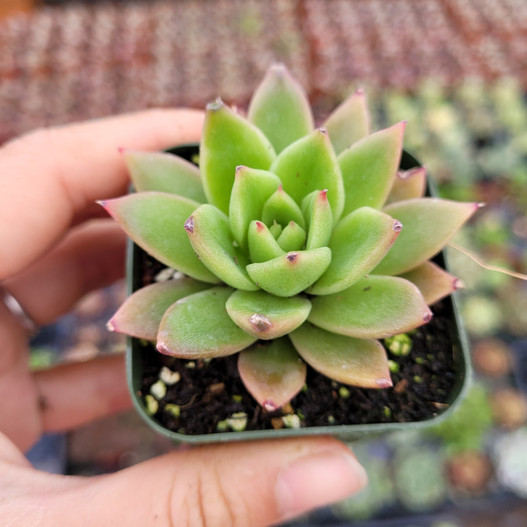 Echeveria agavoides 'Gilva'