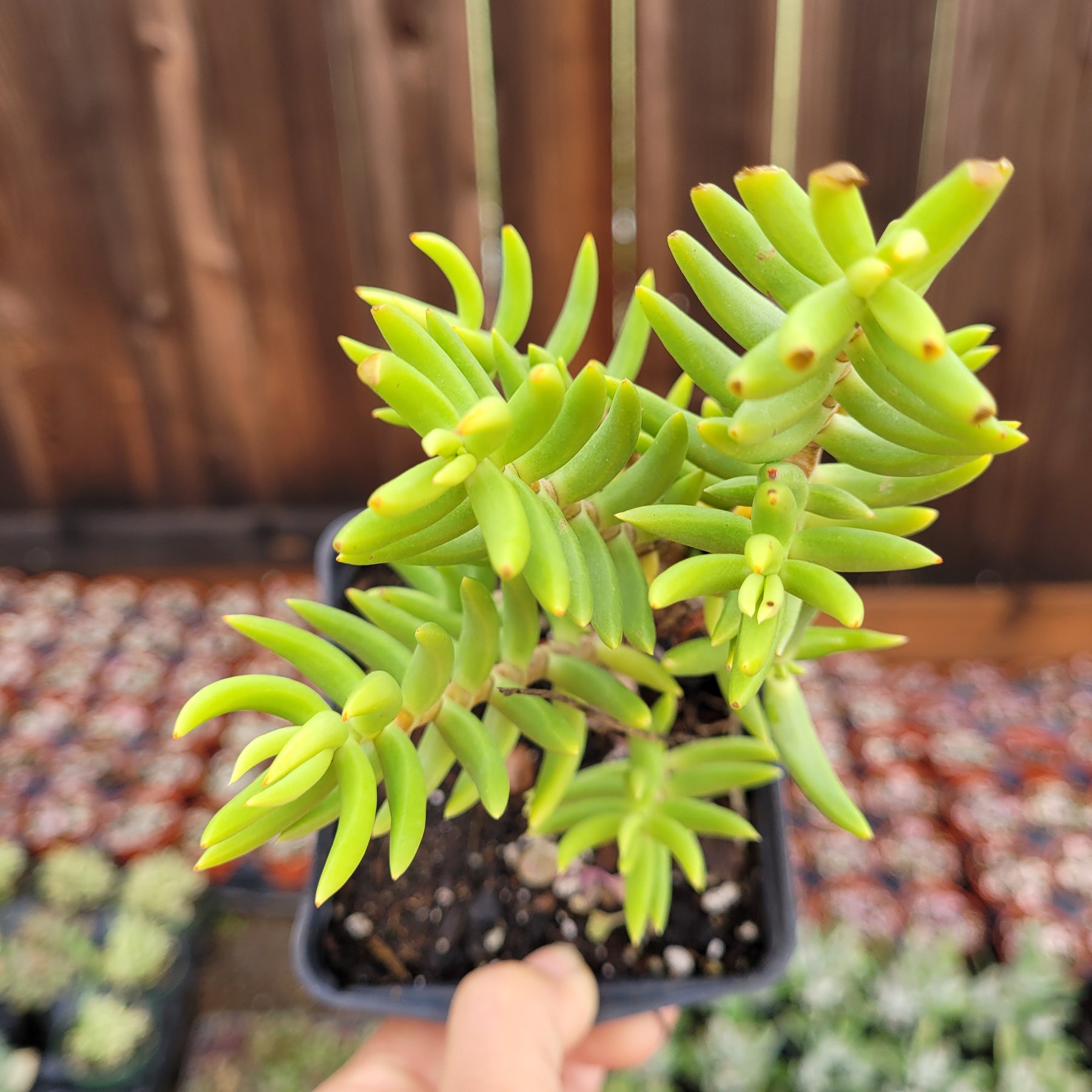 Crassula tetragona 'Miniature Pine Tree'