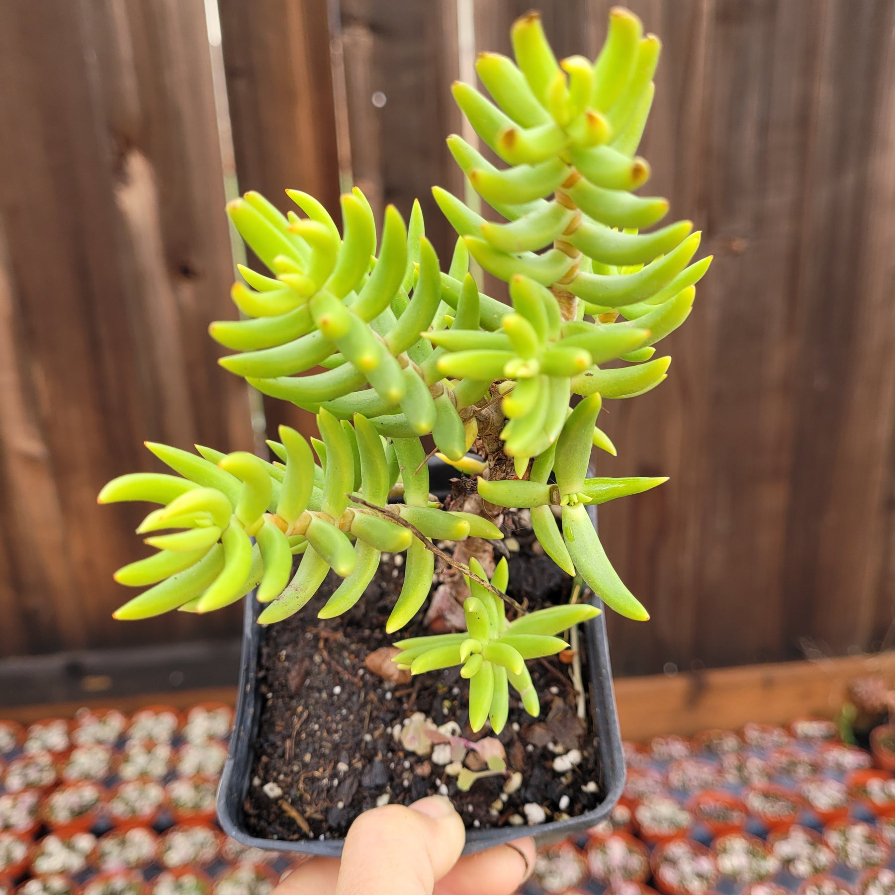 Crassula tetragona 'Miniature Pine Tree'