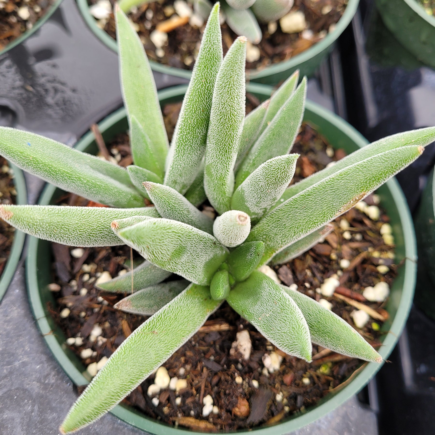 Crassula mesembryanthemoides 'Tenelli'