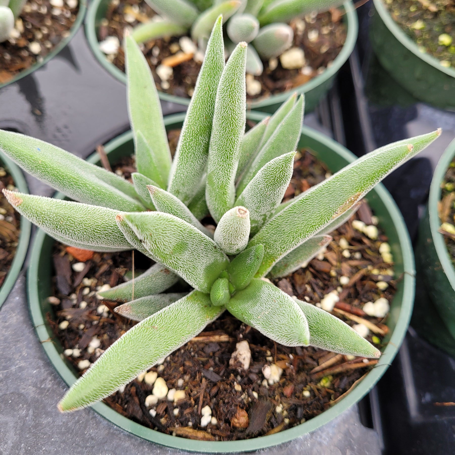 Crassula mesembryanthemoides 'Tenelli'