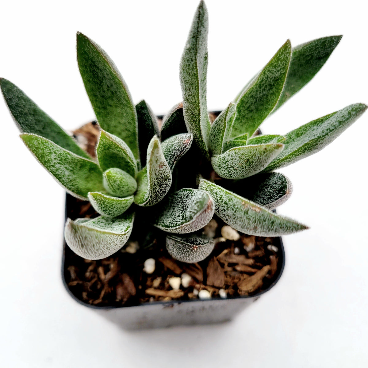 Crassula x justi-corderoyi