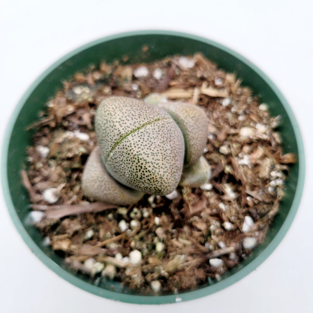 Pleiospilos nelii 'Split Rock' in nursery pot.
