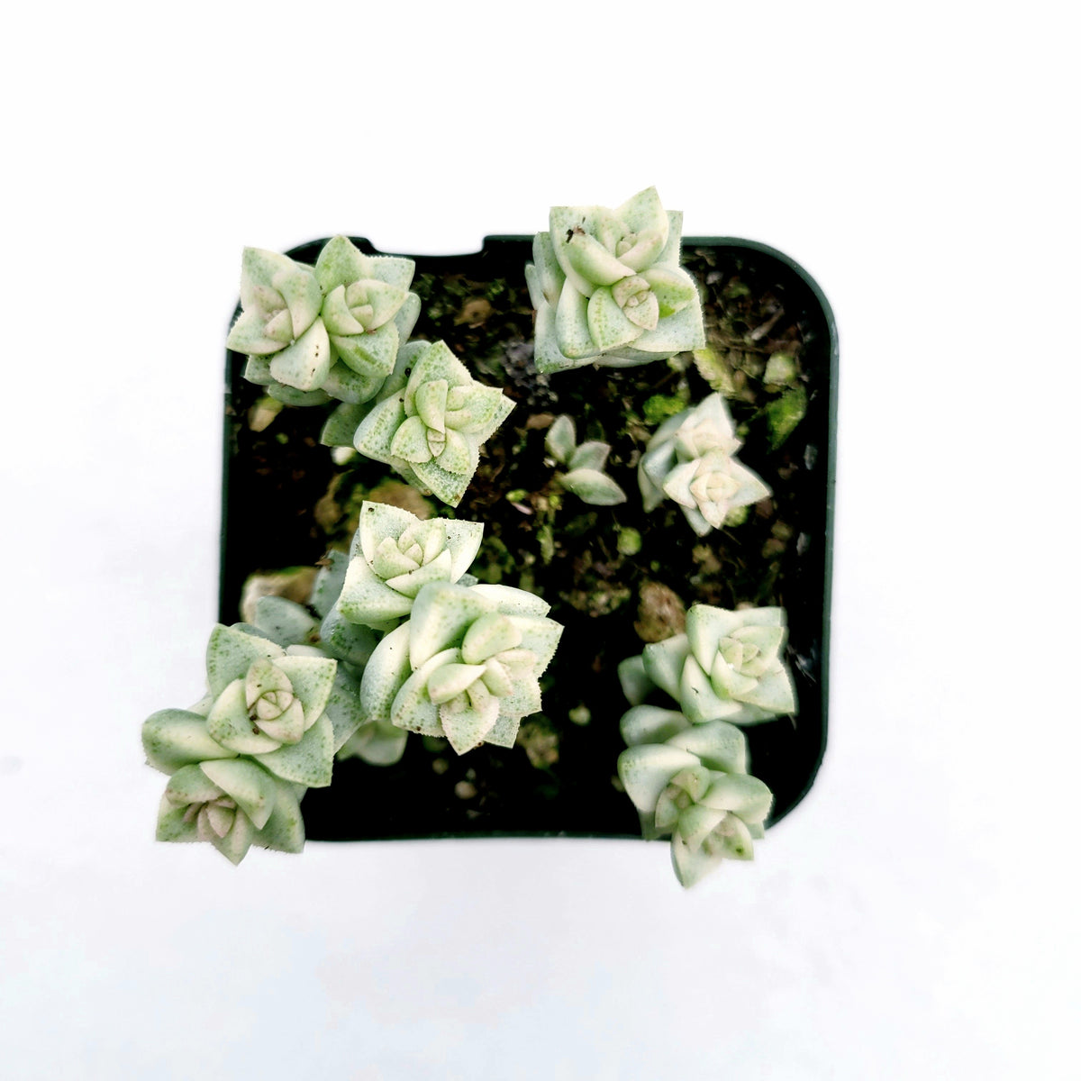 Crassula pastel 'Variegated Tom Thumb' in a black nursery pot.