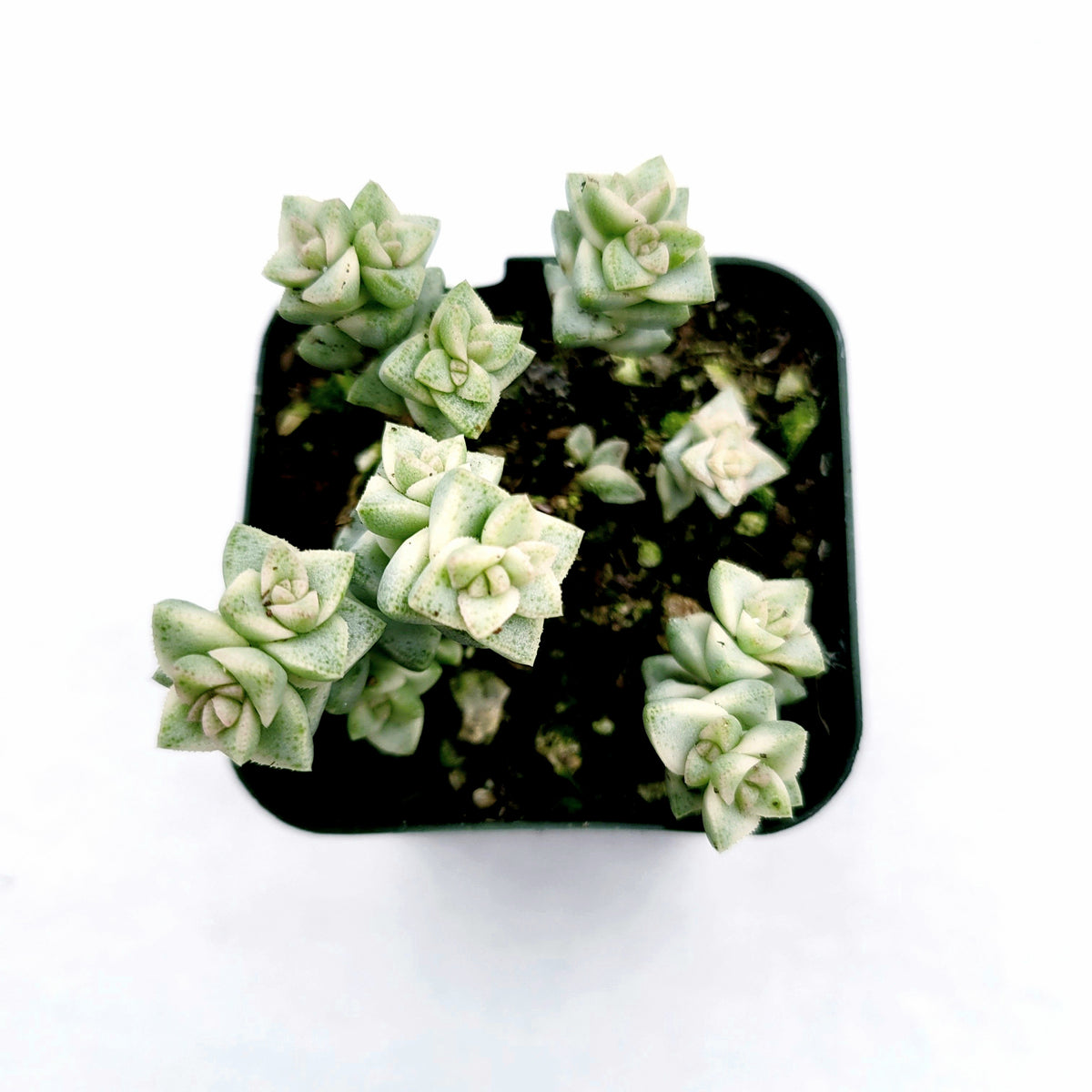 Crassula pastel 'Variegated Tom Thumb' in a square pot.