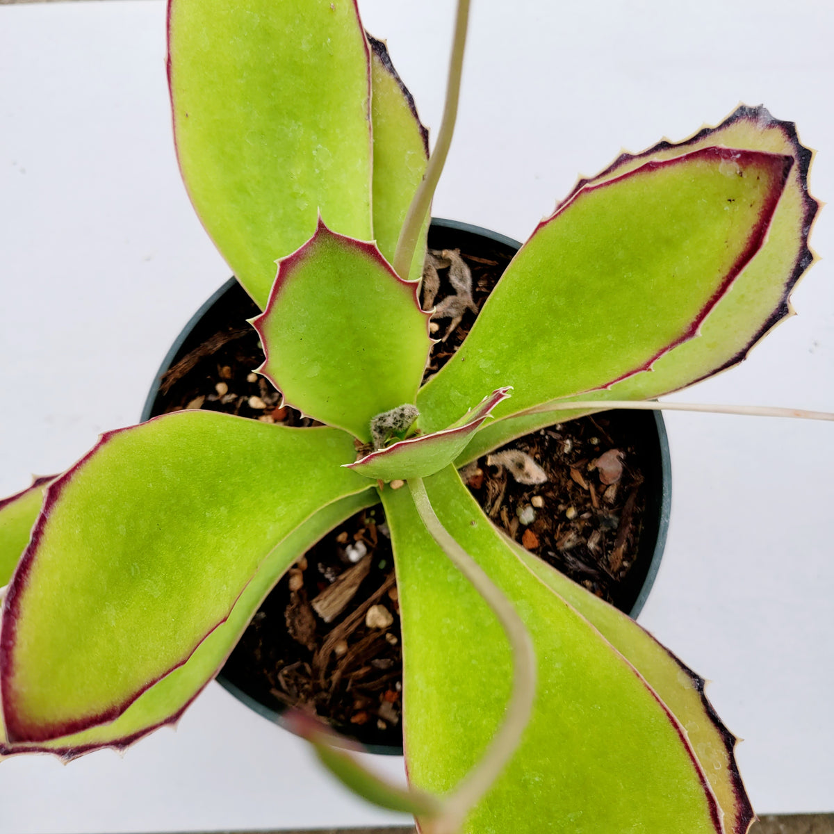 Kalanchoe synsepala with chartreuse leaves and dried flower stalks.