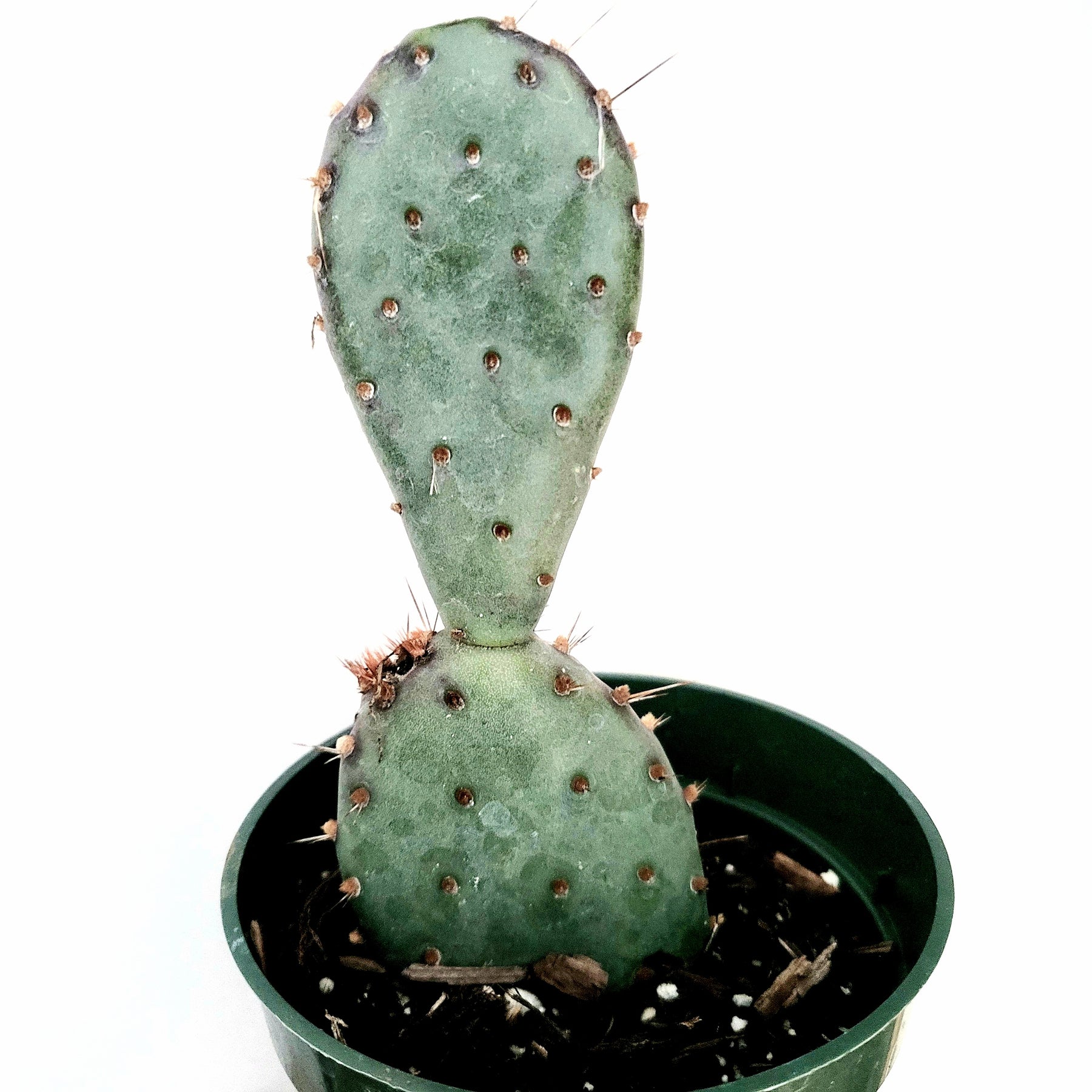 Santa Rita Purple Prickly Pear Cactus - Succulents Depot