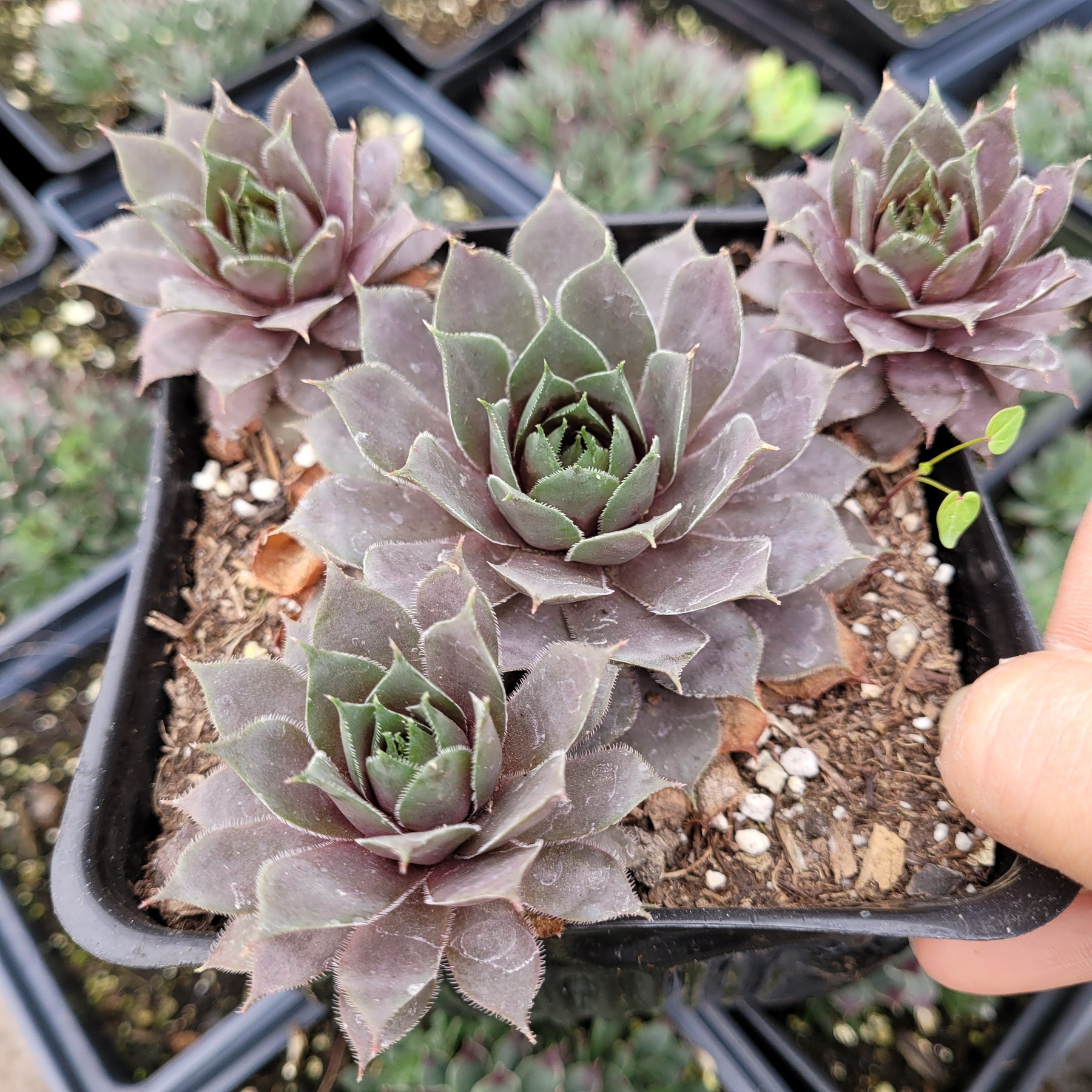 Sempervivum 'Pink Lemonade'