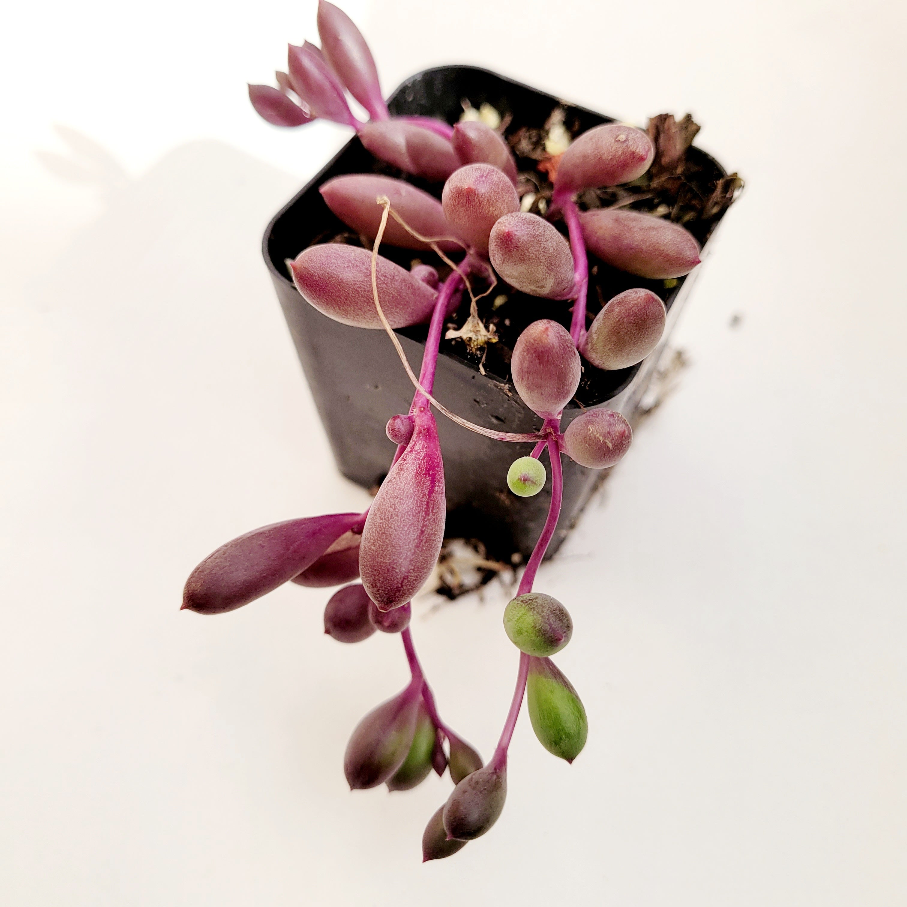string of rubies succulent Othonna capensis 'Ruby Necklace' 2 Inch