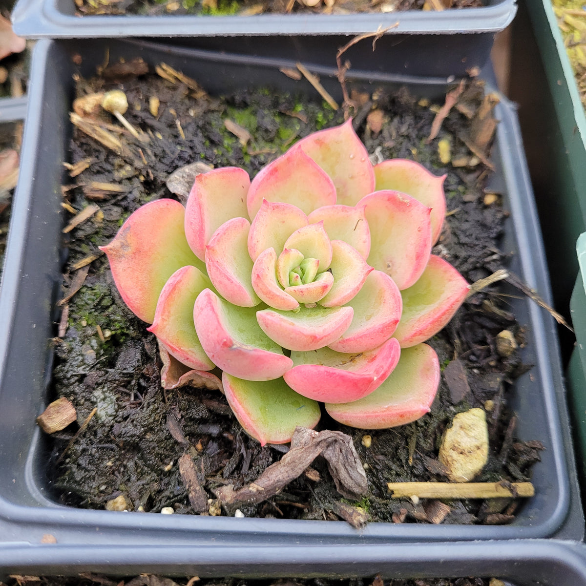 Echeveria Noble succulent in nursery pot.