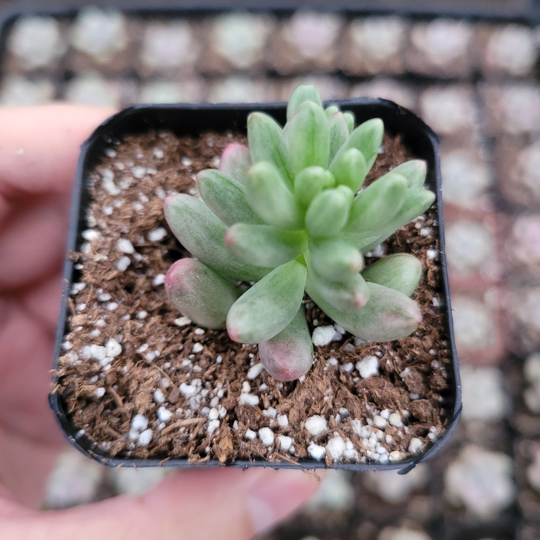 Sedum rubrotinctum 'Aurora' Pink Jelly Bean - Succulents Depot