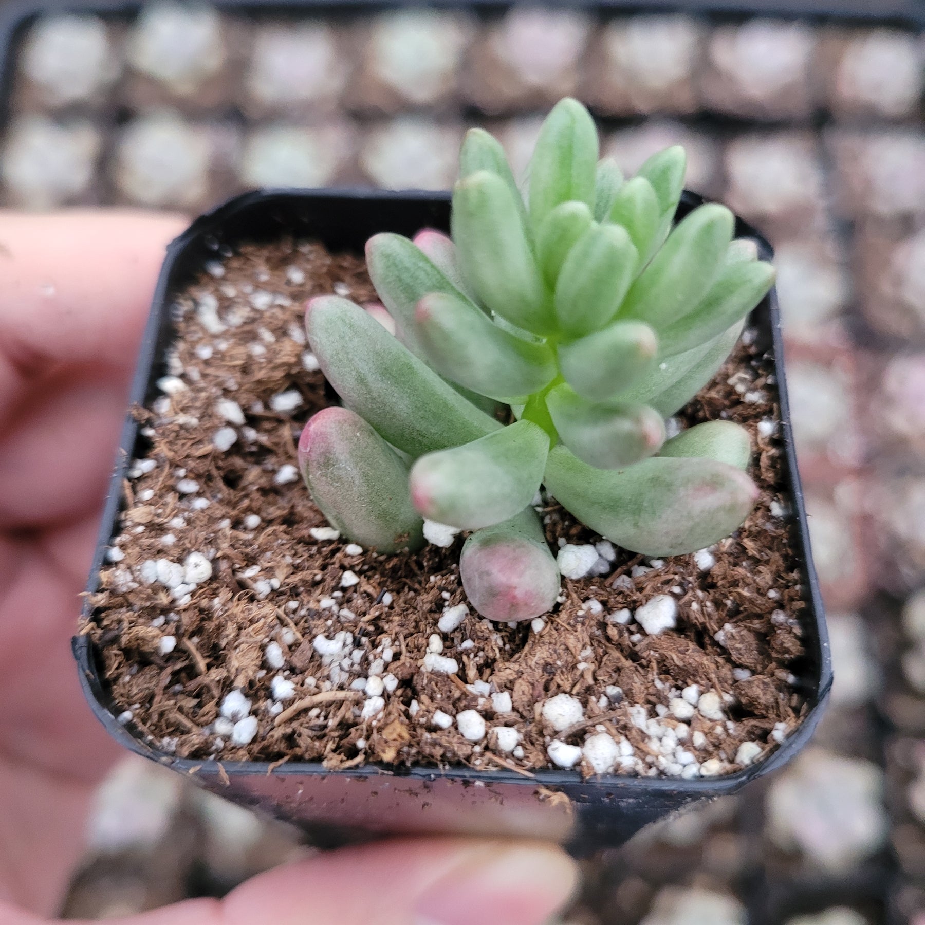 Sedum rubrotinctum 'Aurora' Pink Jelly Bean - Succulents Depot