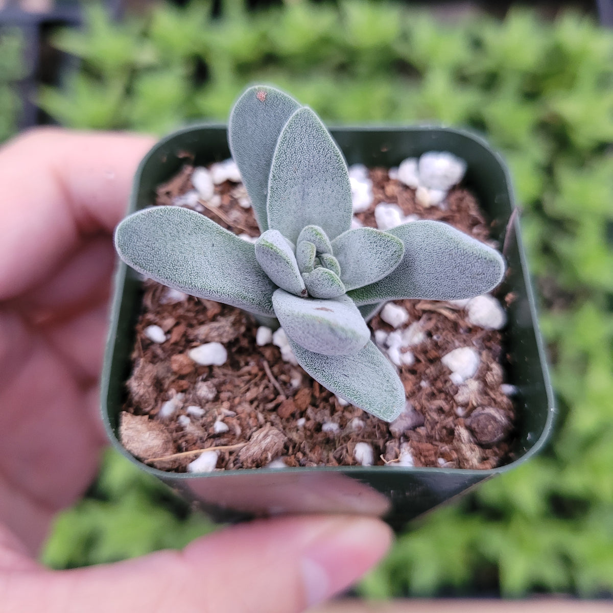 Crassula cephalophora in small nursery pot, held in hand.