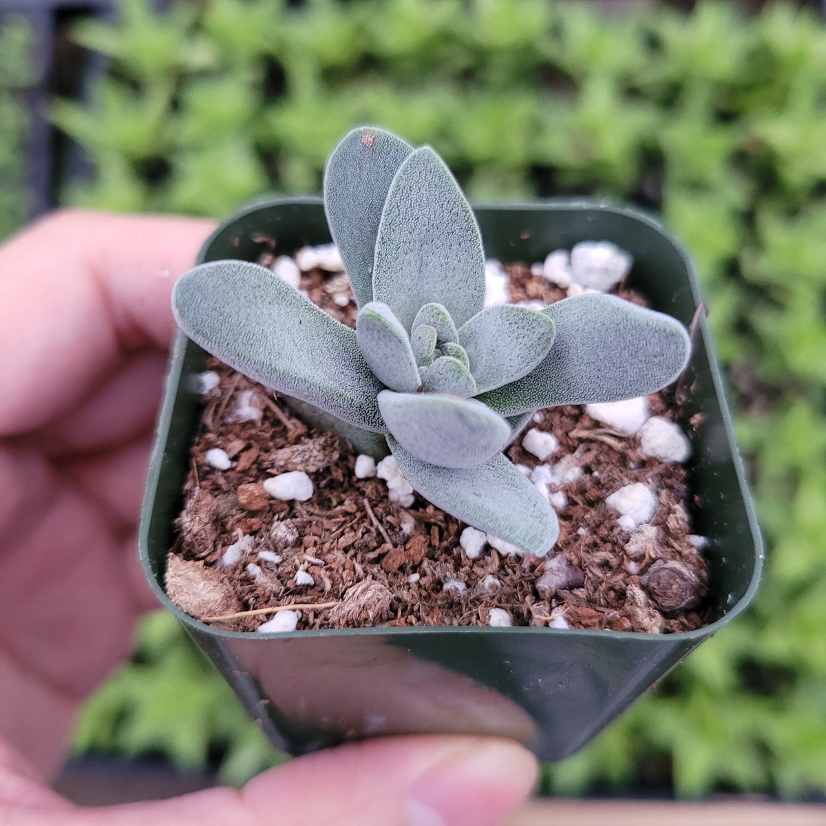 Crassula cephalophora in hand, fuzzy rosette leaves.