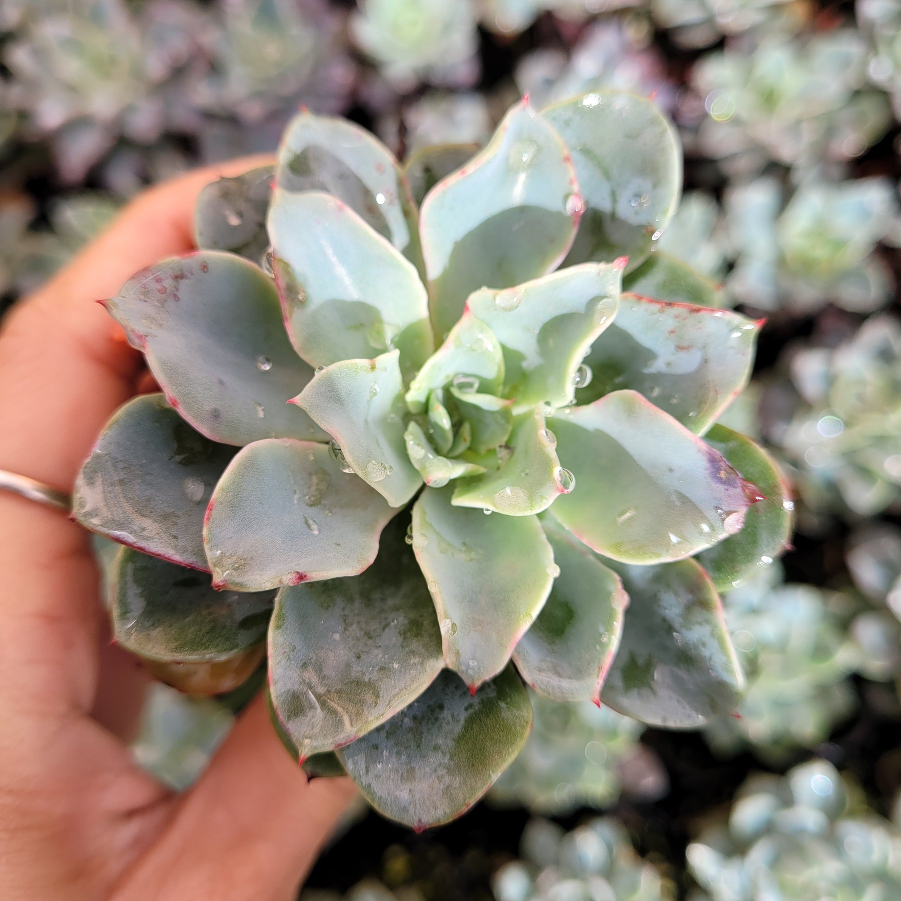 Echeveria 'Galaxy Blue' - Succulents Depot