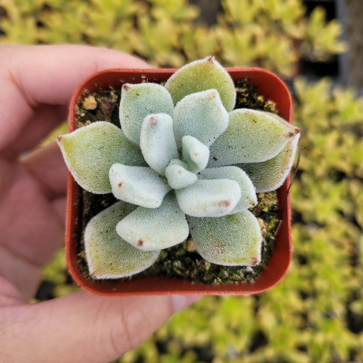 Echeveria 'Frosty' in small pot, close-up view.
