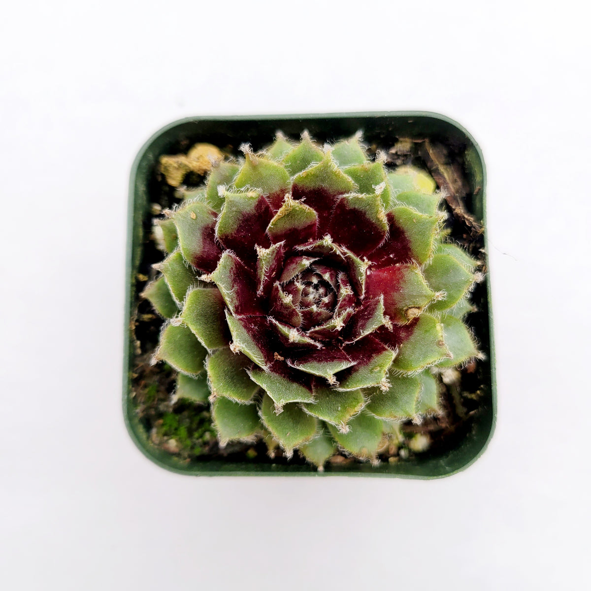 Sempervivum arachnoideum 'Red Cobweb' succulent in a square pot.