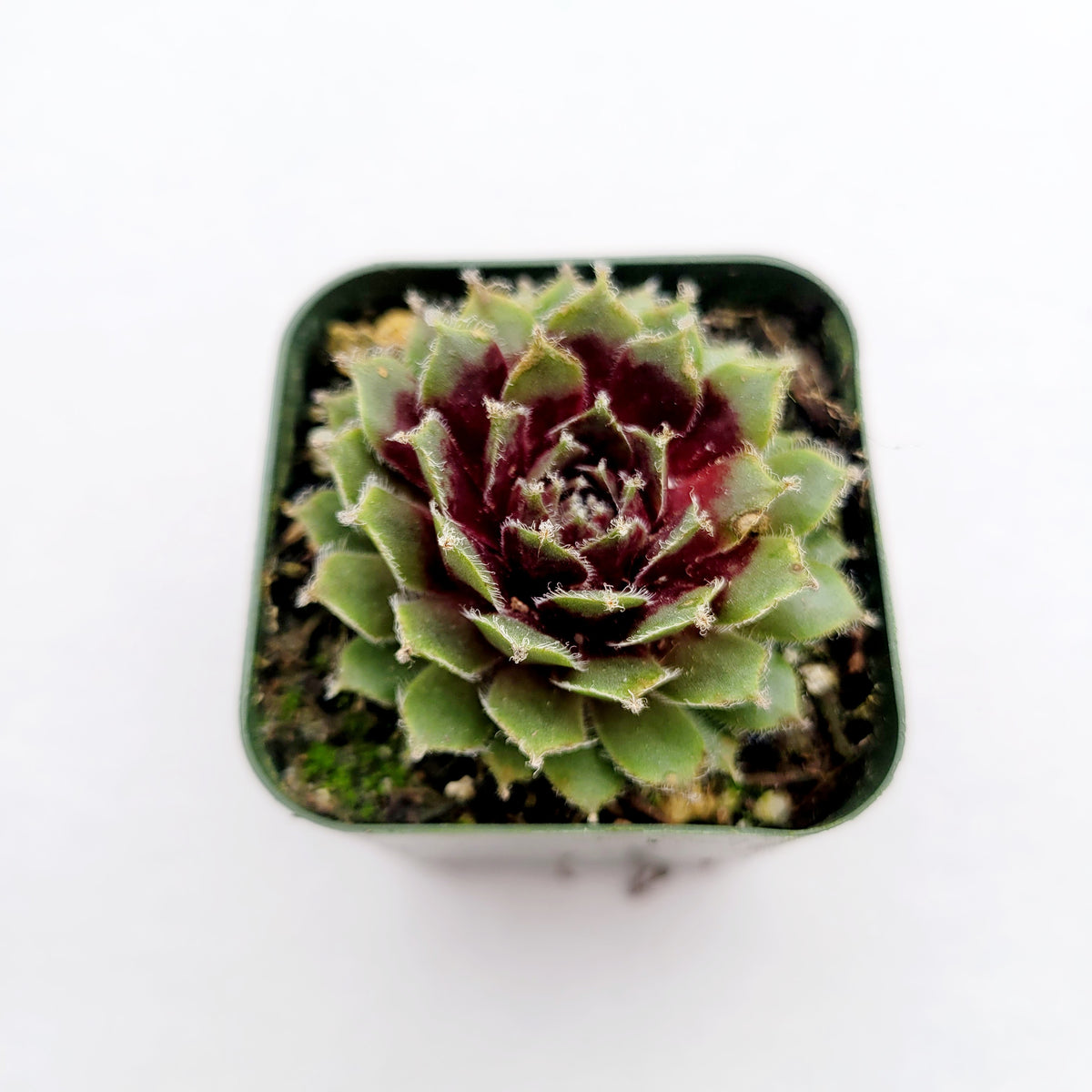 Sempervivum arachnoideum 'Red Cobweb' in square pot.