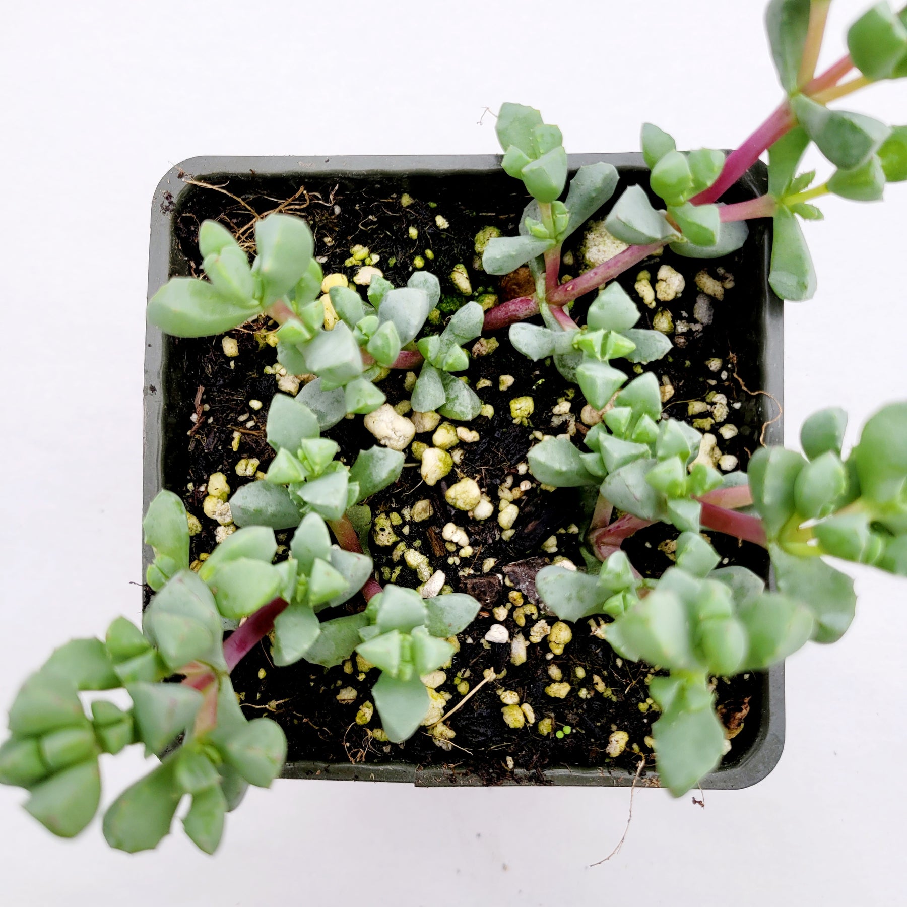 Oscularia Deltoides - Succulents Depot