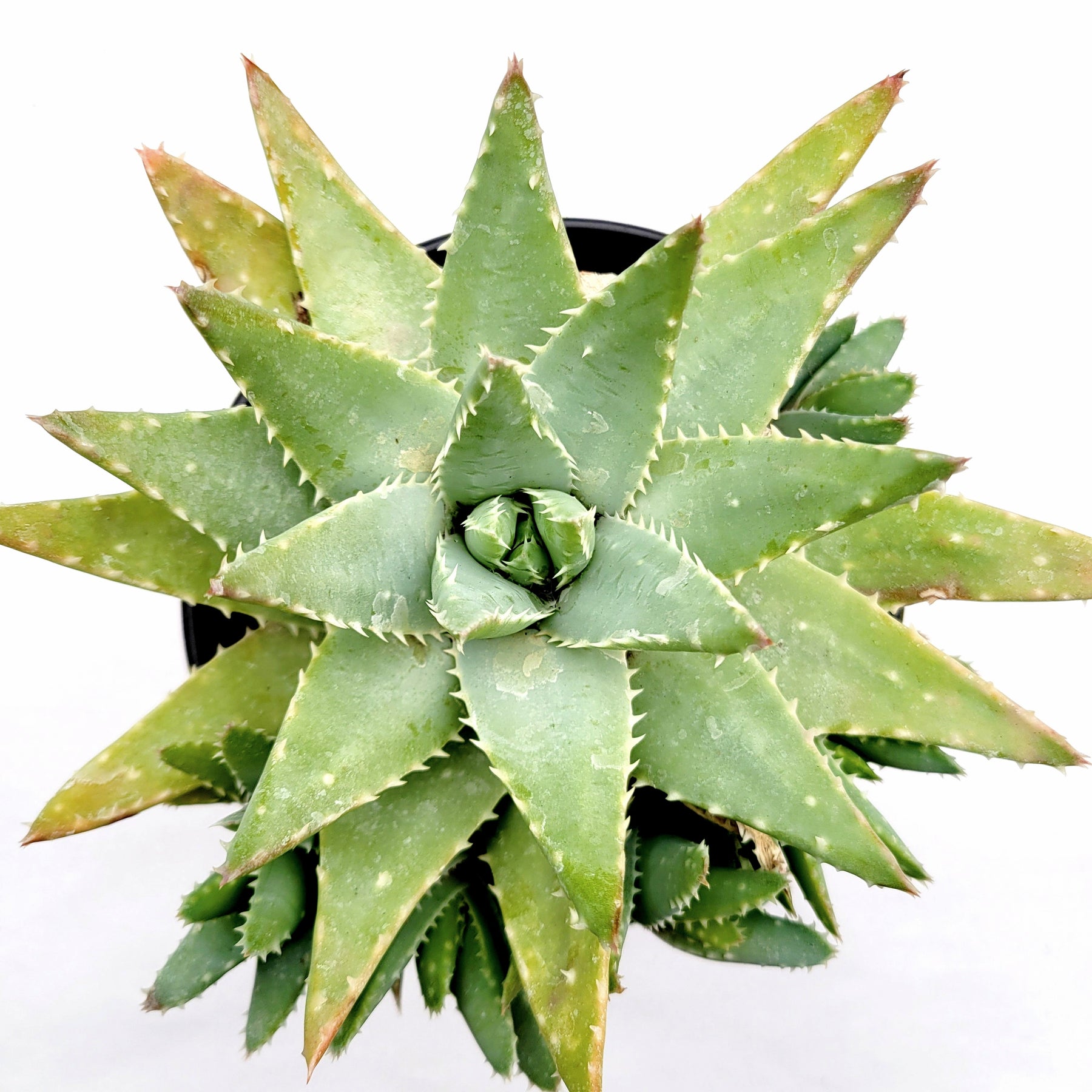Aloe brevifolia 'Crocodile Plant'