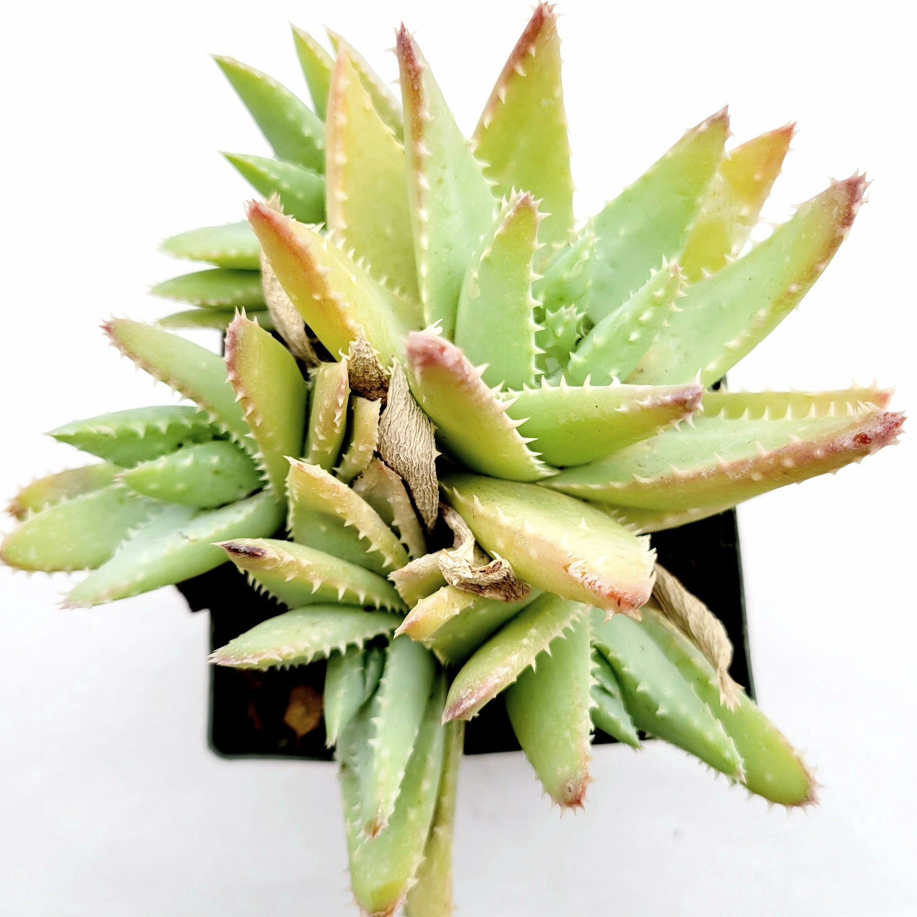 Aloe brevifolia 'Crocodile Plant'