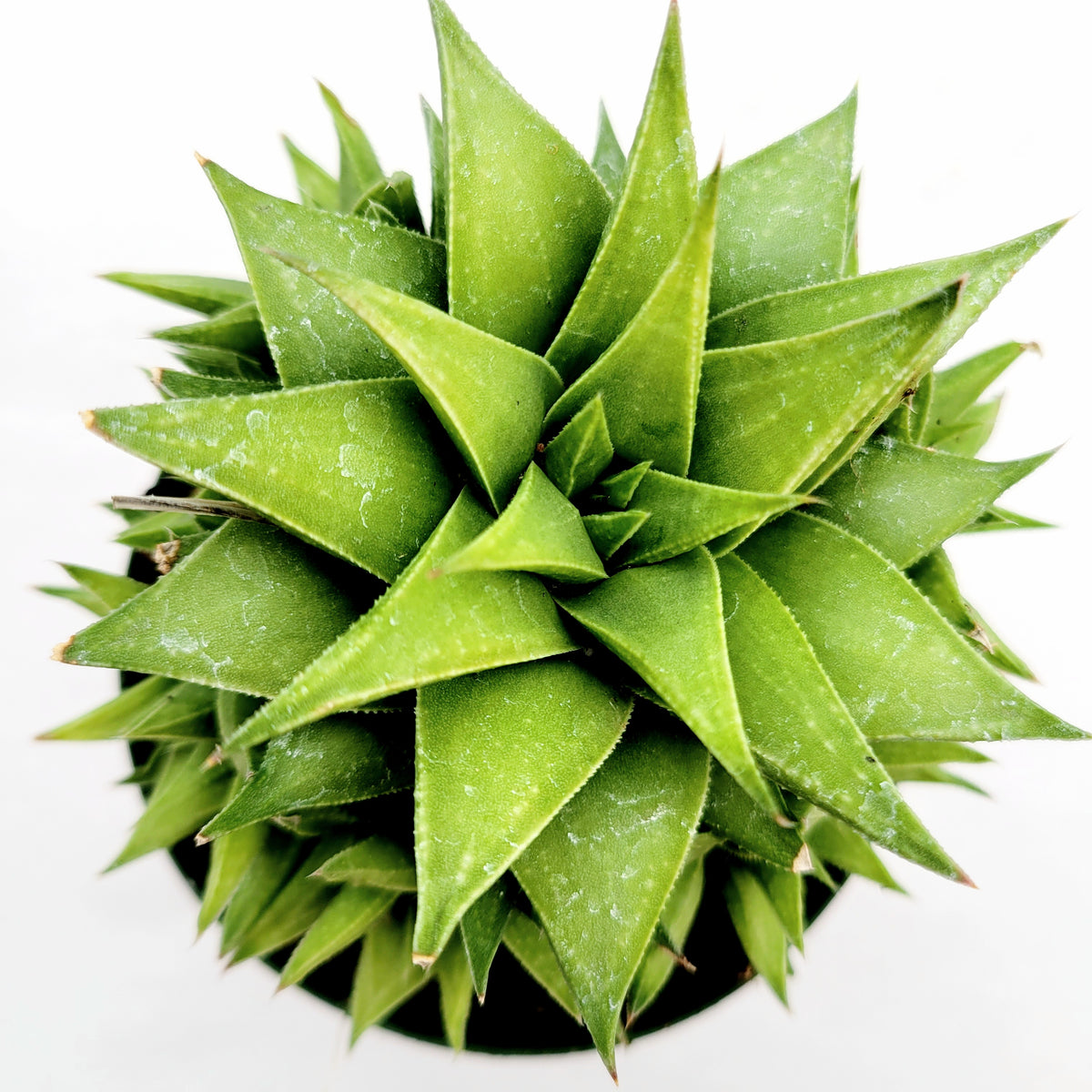 Haworthia rigida in geometric rosette, top-down view.