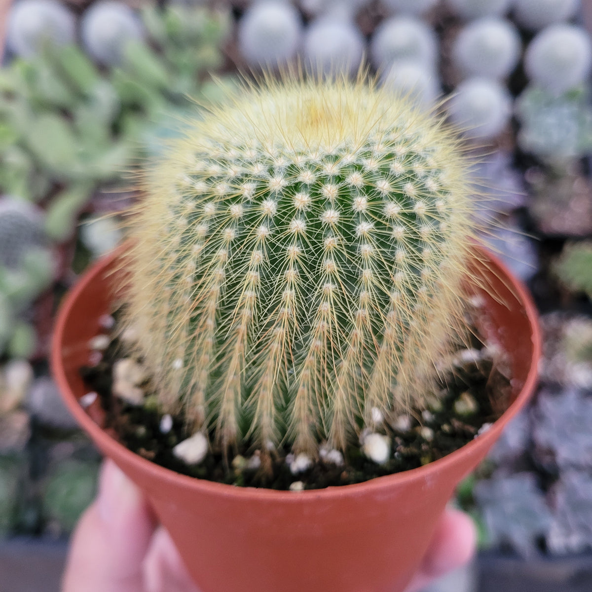 Golden Ball Cactus in pot with blurred succulents behind.