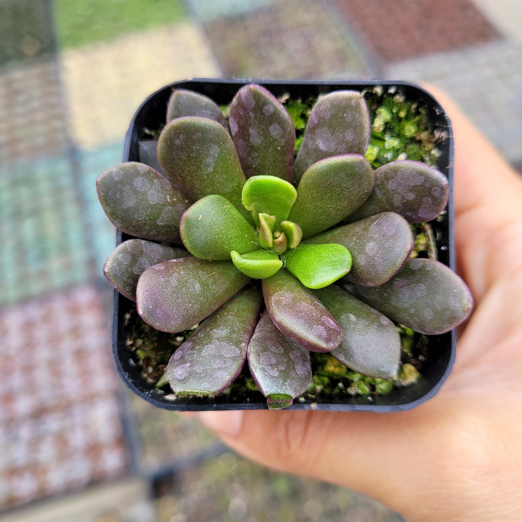 Anacampseros telephiastrum Burgundy - Succulents Depot