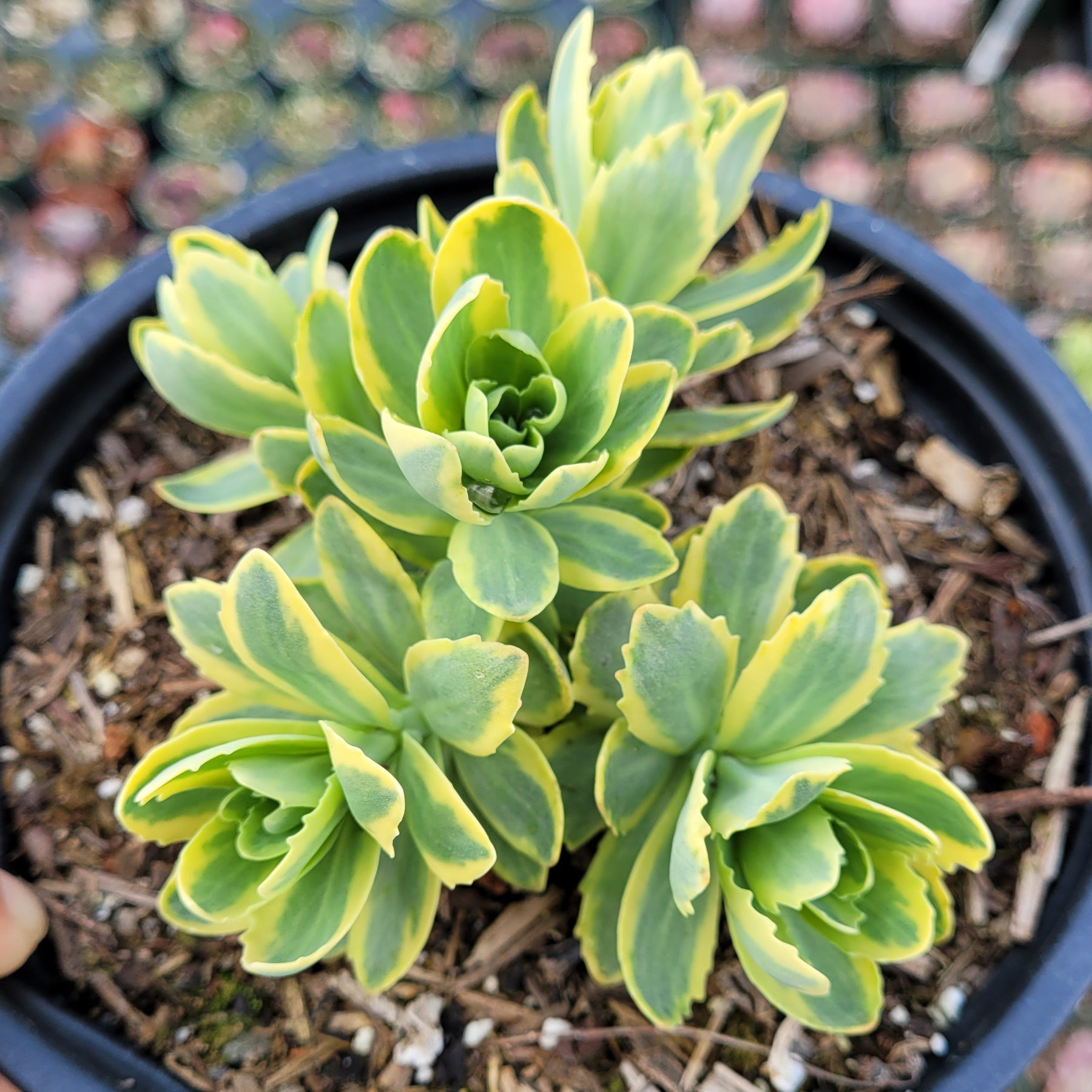 Sedum alboroseum 'Mediovariegatum' succulent with green-yellow rosettes.
