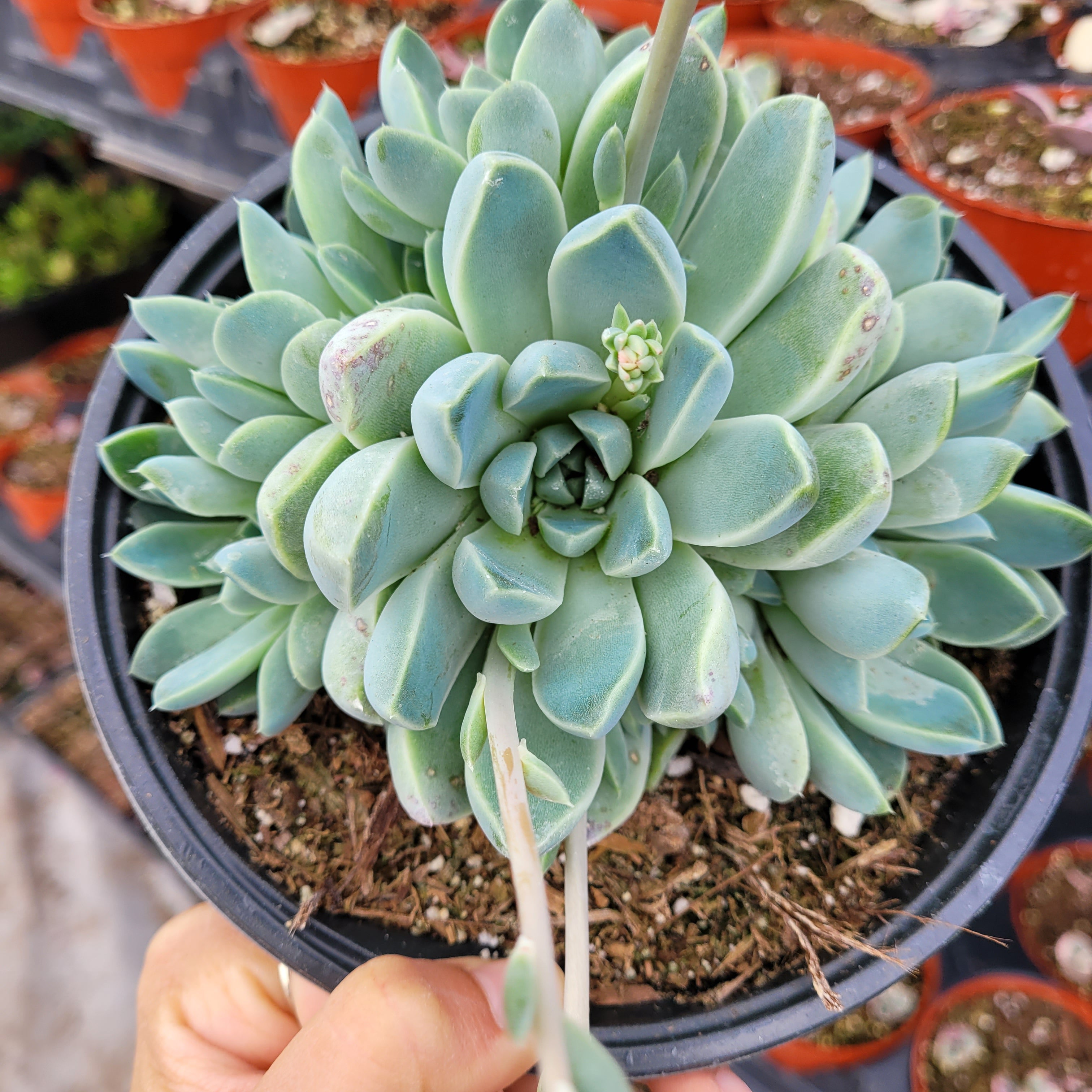 succulent white leaves Echeveria elegans V. Albicans