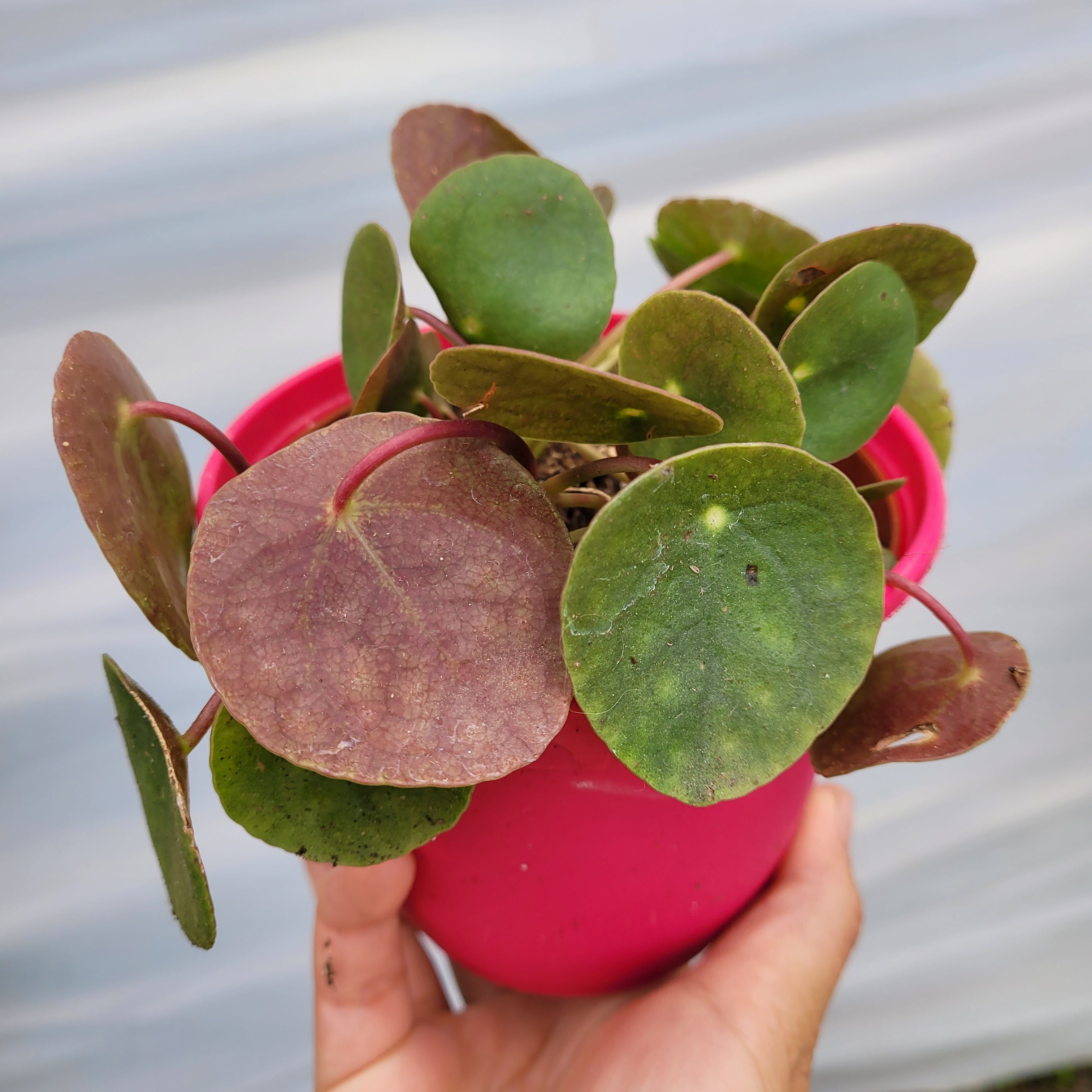money tree leaves turning red Pilea peperomioides 'Chinese money plant'