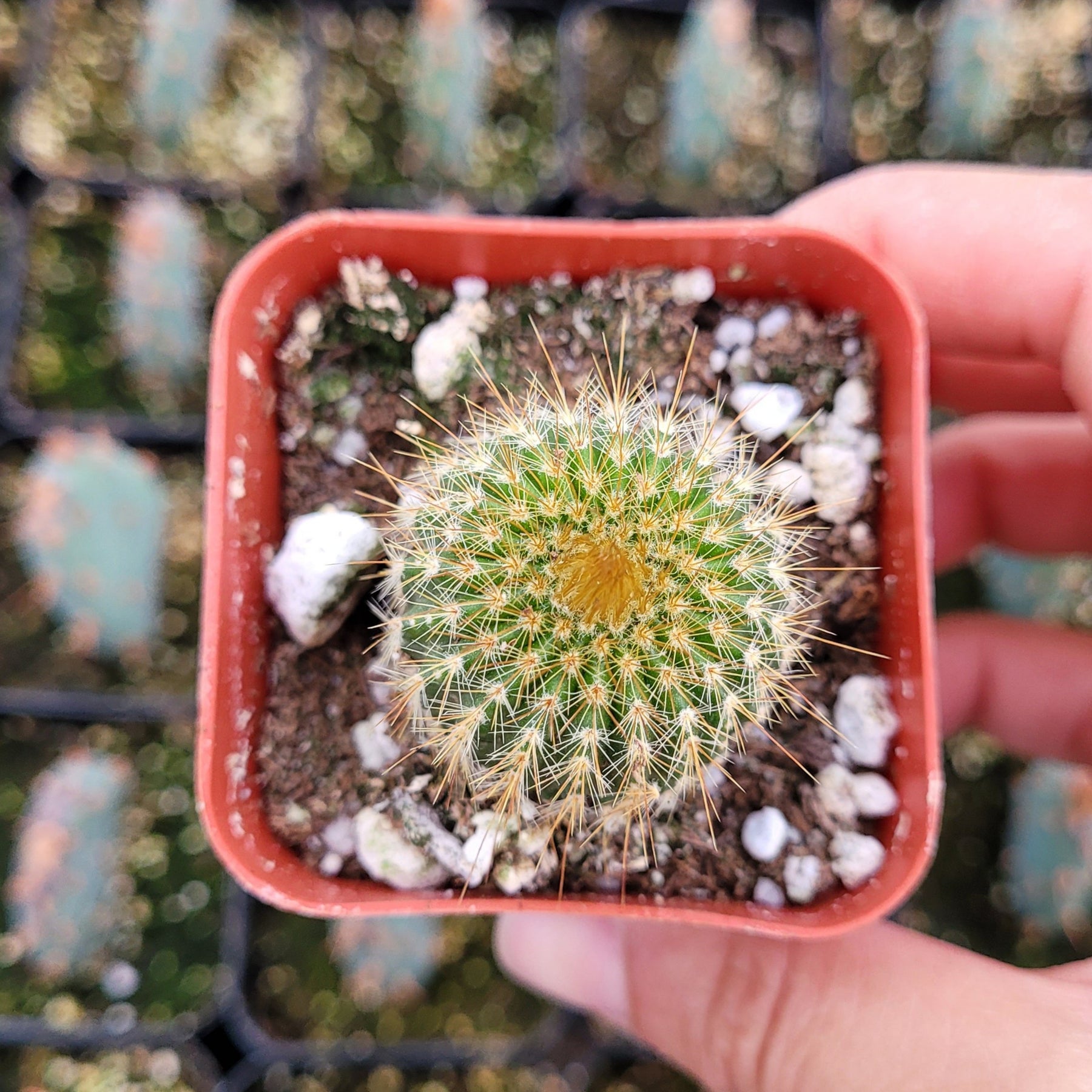 Parodia leninghausii Golden Ball Cactus - Succulents Depot