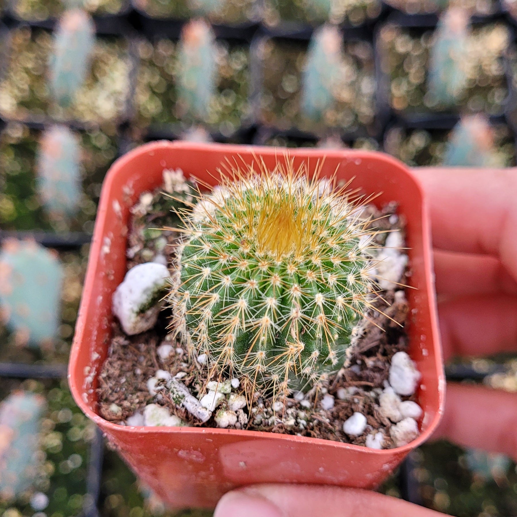 Parodia leninghausii Golden Ball Cactus - Succulents Depot