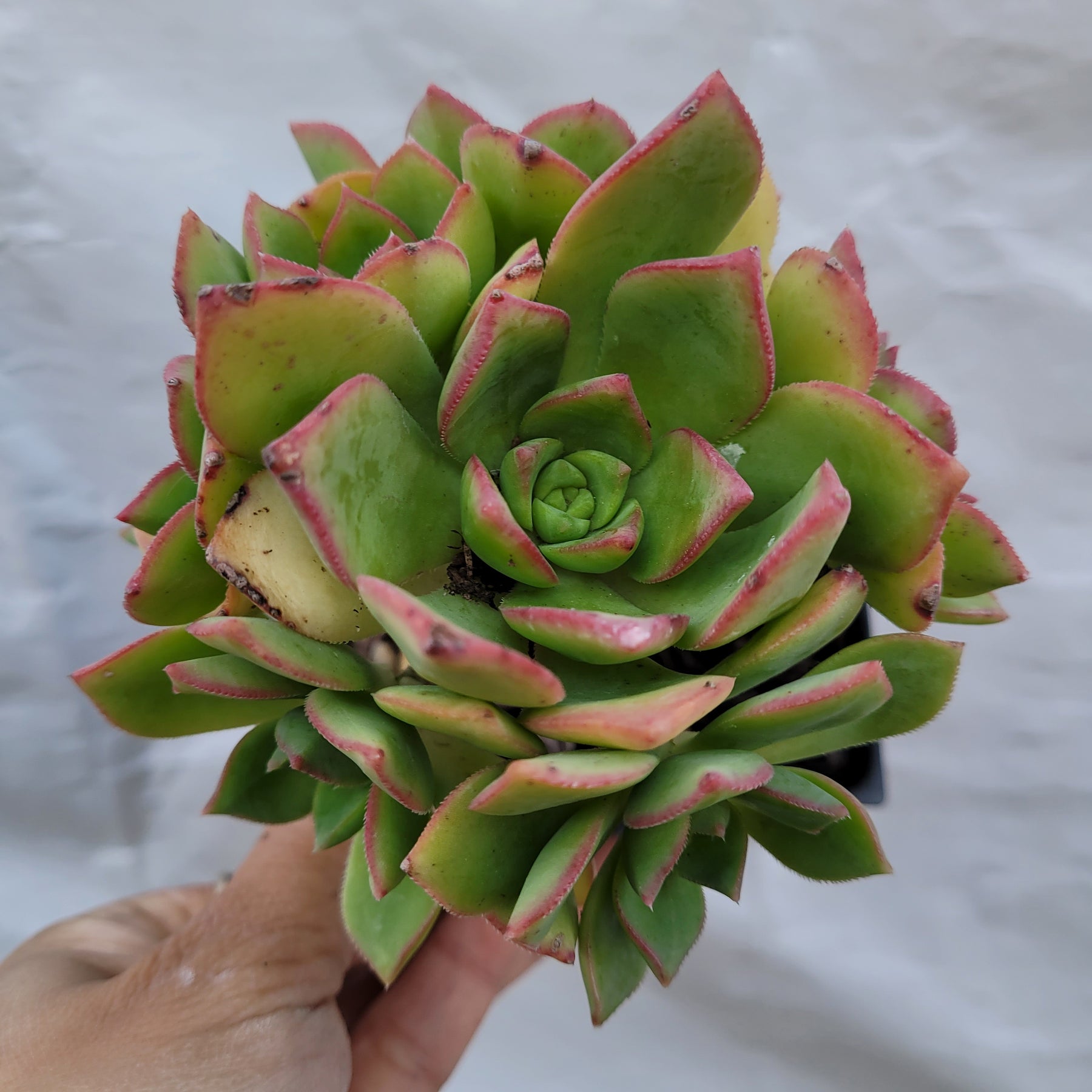 Aeonium haworthii 'Pinwheel Aeonium' - Succulents Depot