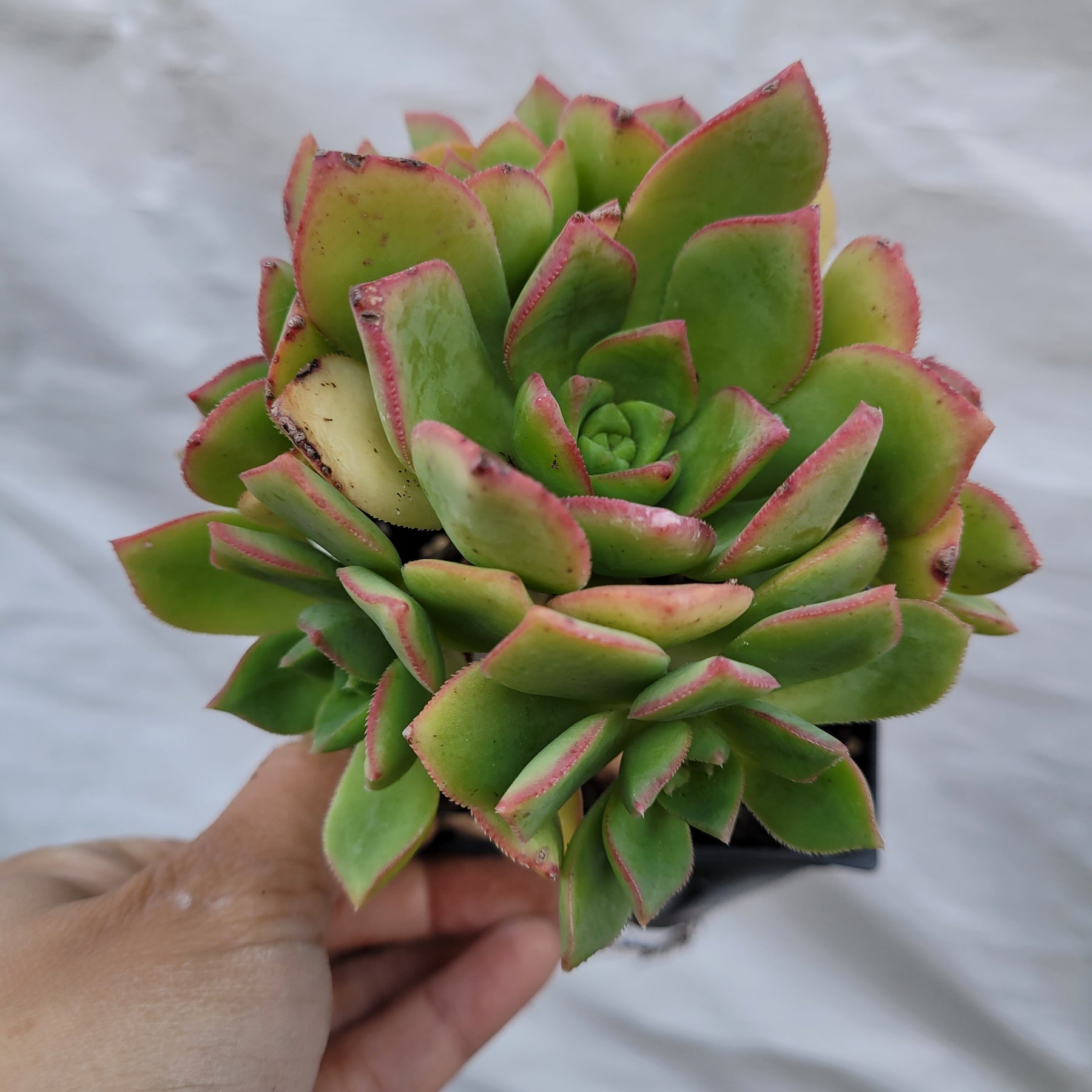 Aeonium haworthii 'Pinwheel Aeonium' - Succulents Depot