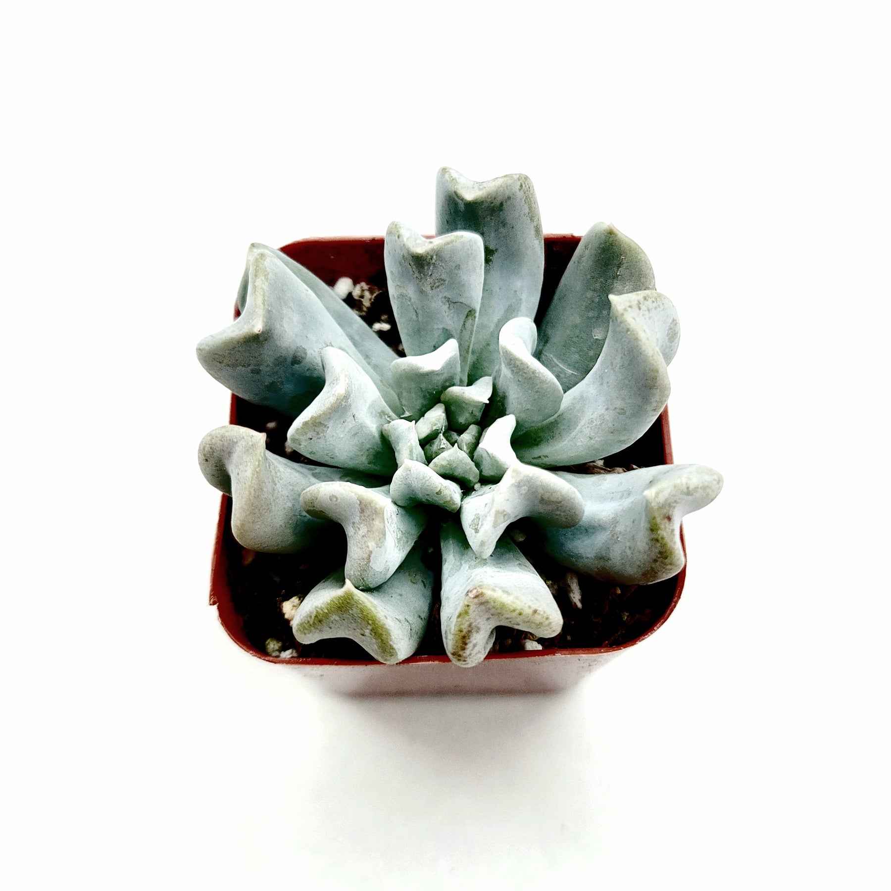 Echeveria runyonii 'Topsy Turvy'