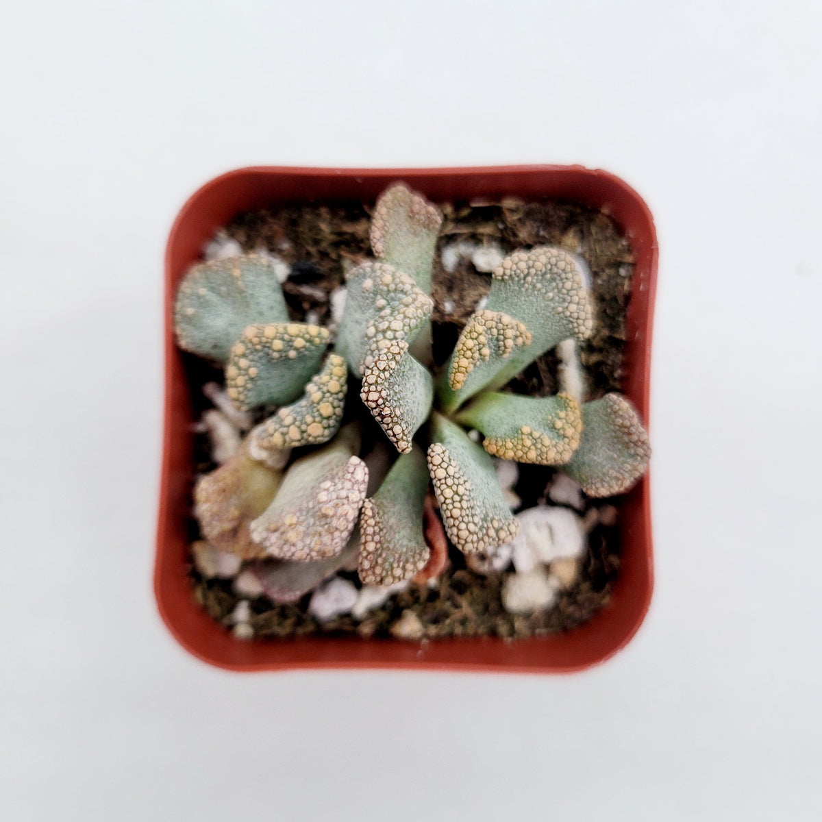 Titanopsis calcarea succulent with textured, paddle-shaped leaves in pot.
