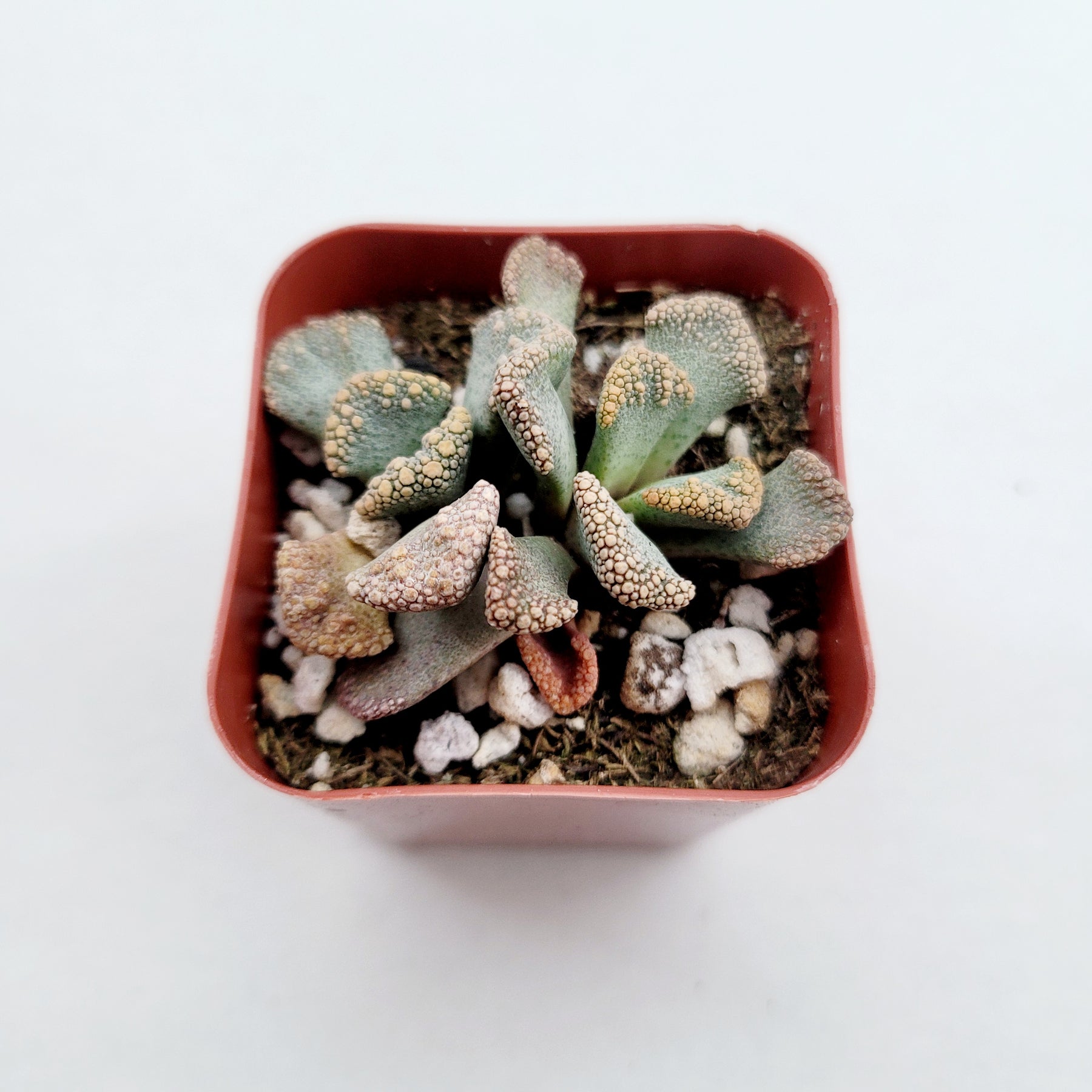 Titanopsis calcarea - Jewel Plant, Concrete Leaf