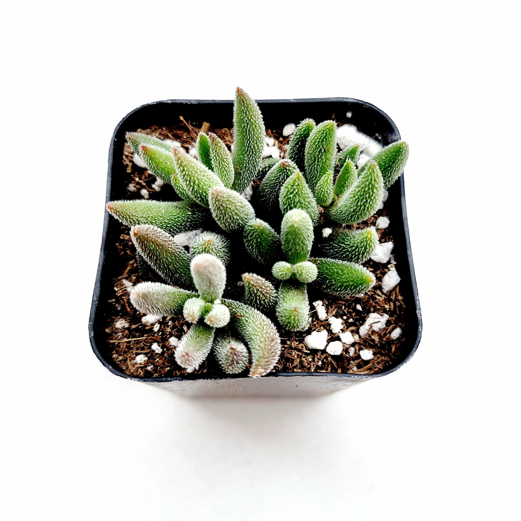 Crassula mesembryanthemoides 'Tenelli'