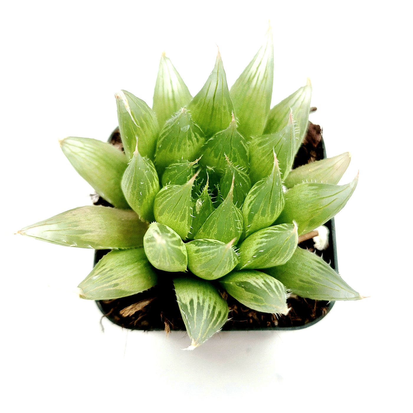 Haworthia cymbiformis 'Cathedral Window' potted succulent with translucent leaves.