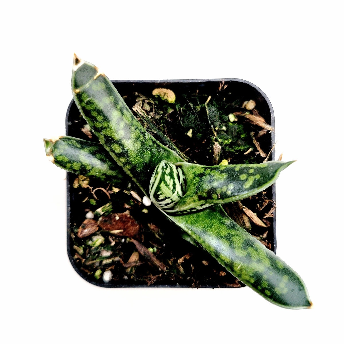 Gasteria liliputana in black nursery pot with bark-perlite mix.