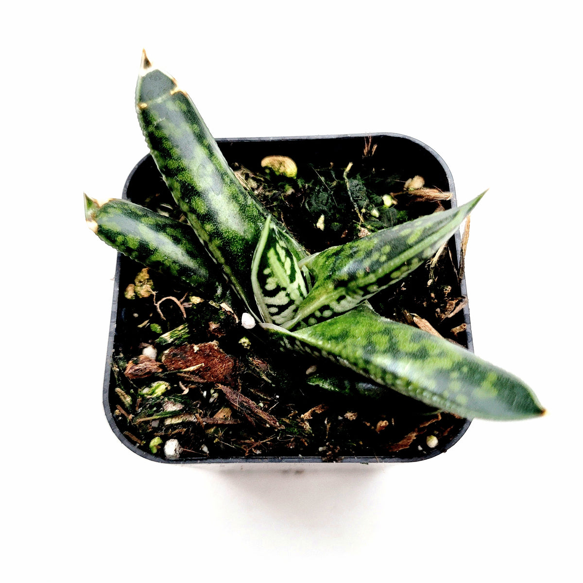 Gasteria liliputana 'Dwarf Gasteria' in black nursery pot.