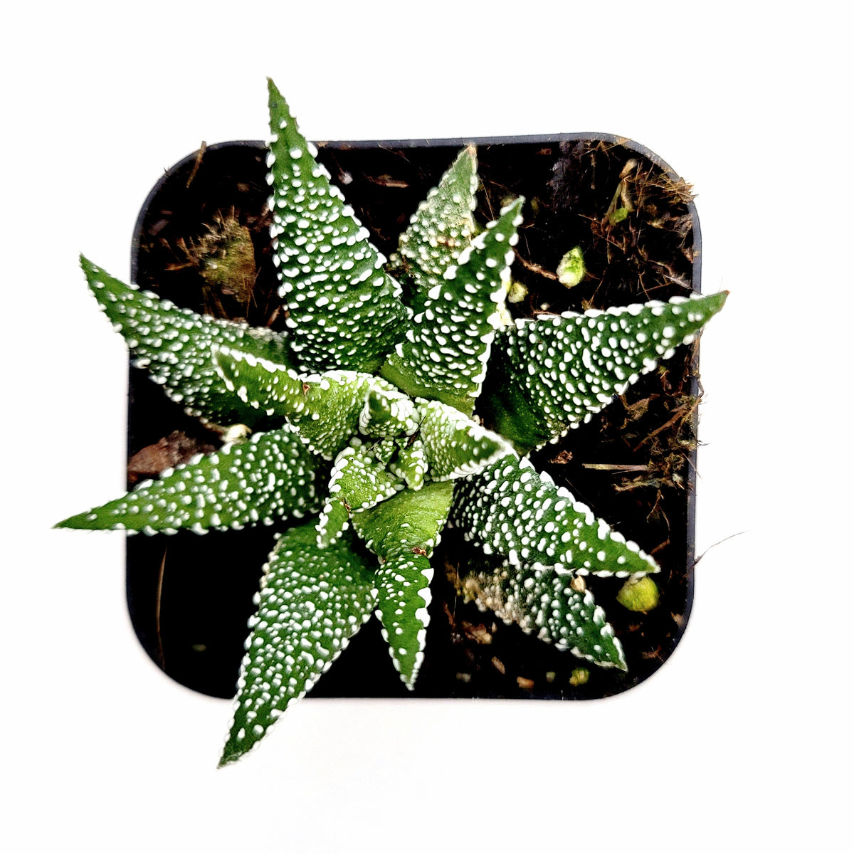 Haworthia fasciata 'Cape Town' in square black pot.