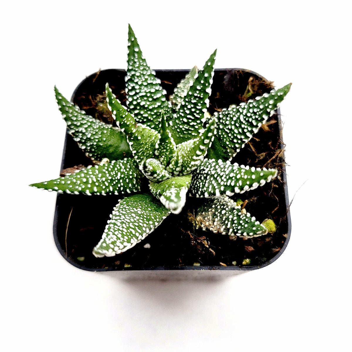 Haworthia fasciata 'Cape Town' in a black nursery pot.