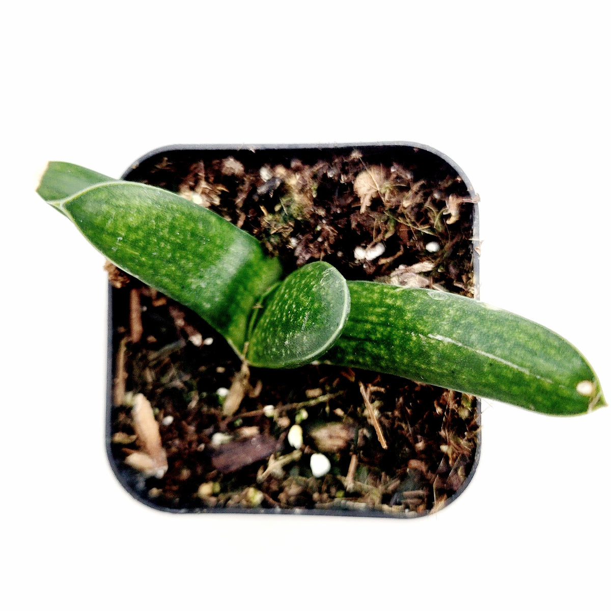 Gasteria fuscopunctata succulent in a small pot.