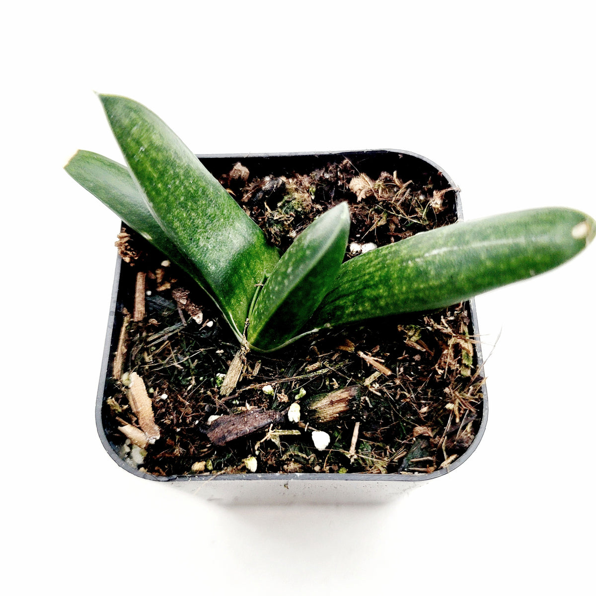 Gasteria fuscopunctata in black nursery pot with chunky mix.