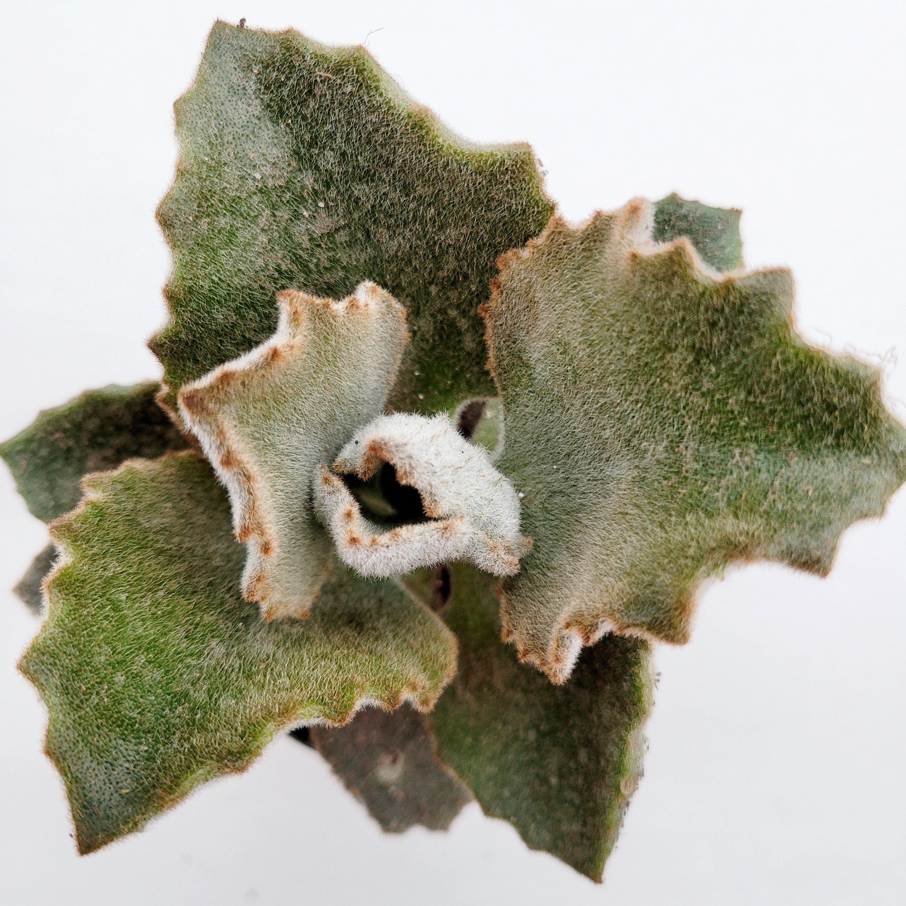 Bidayuha Crassispatha Kalimantan Barat子株 Bidayuha crassispatha Kalimantan Barat K0825 – 熱帯植物.com