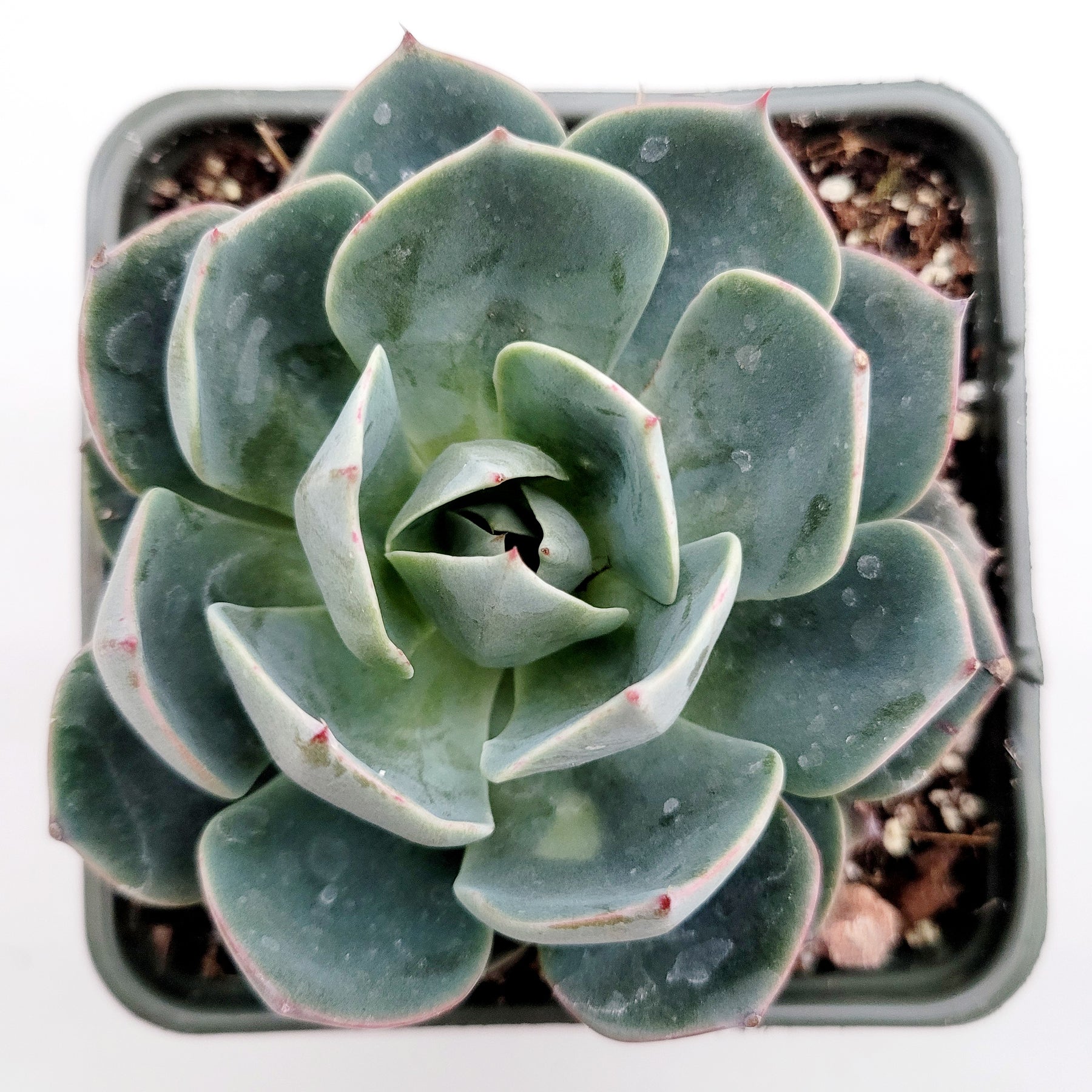 Echeveria imbricata Hybrid