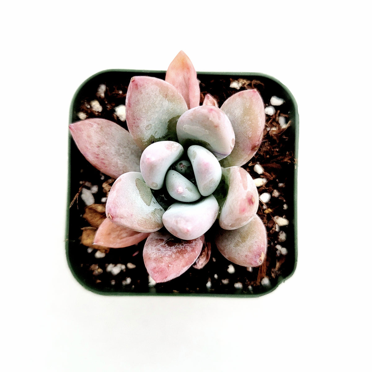Graptoveria 'Opalina' succulent in square pot.
