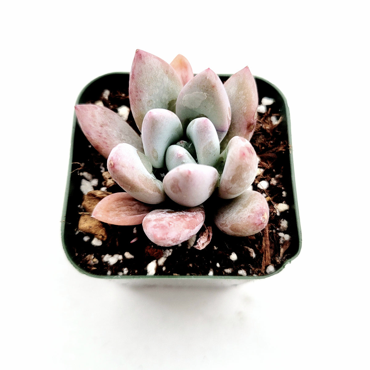 Graptoveria 'Opalina' in square nursery pot.